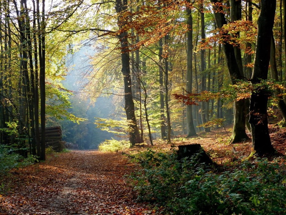 Trójmiejski Park Krajobrazowy küçük fotoğraf 3