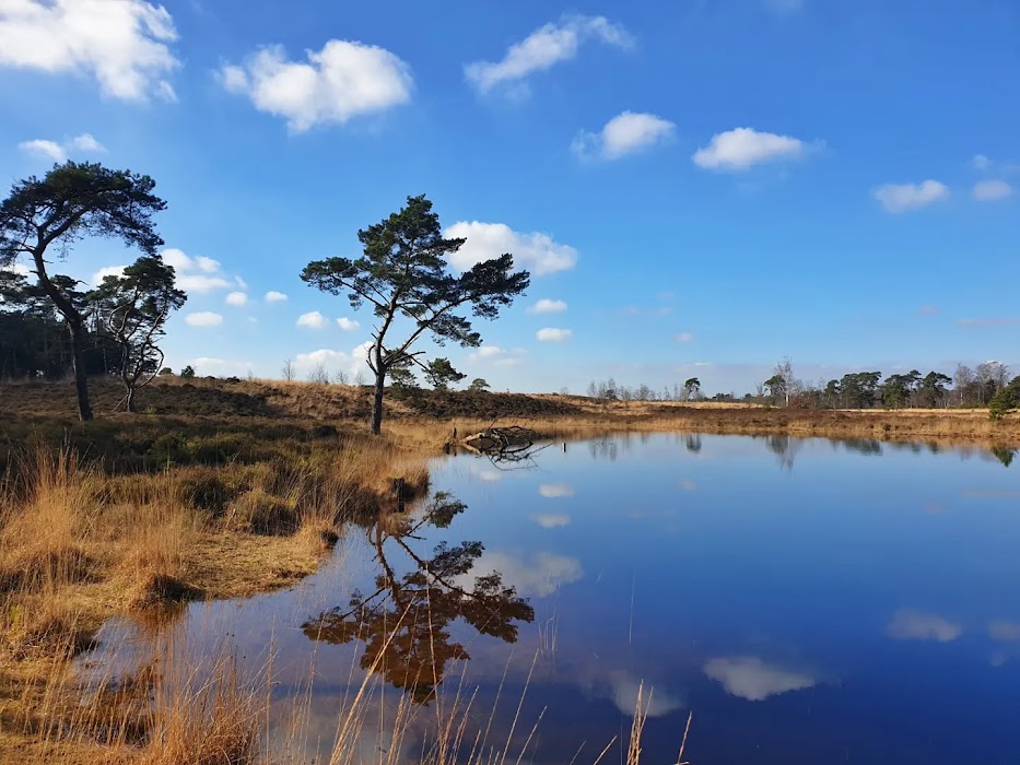 Grenspark Kalmthoutse Heide fotoğraf 1