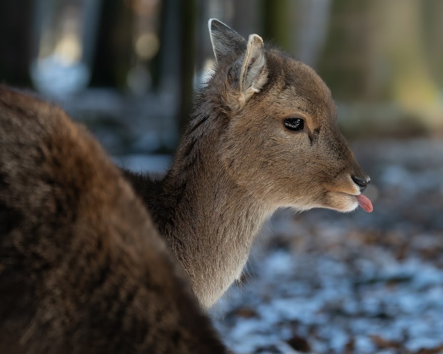 Wildpark Poing fotoğraf 1