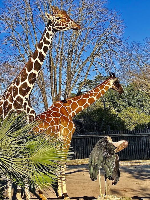 Bioparco di Roma fotoğraf 1