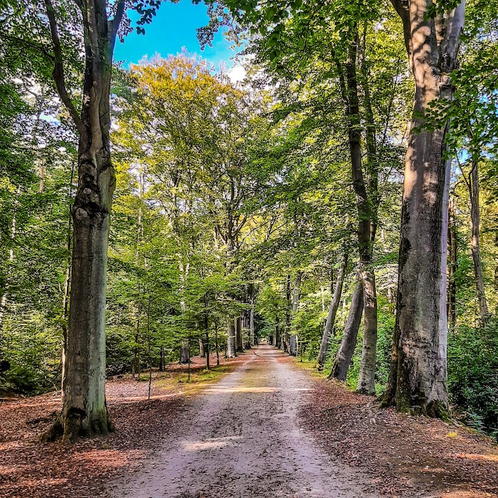 Peerdsbos fotoğraf 1
